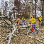 Diaster Relief came and cut down 12 trees for us. What a team!